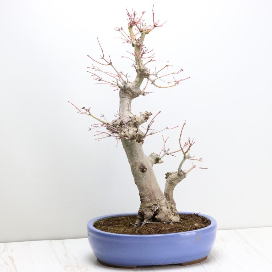 極上 山モミジ 中品盆栽 現品 送料無料 極上 山モミジ 中品盆栽 現品 ×