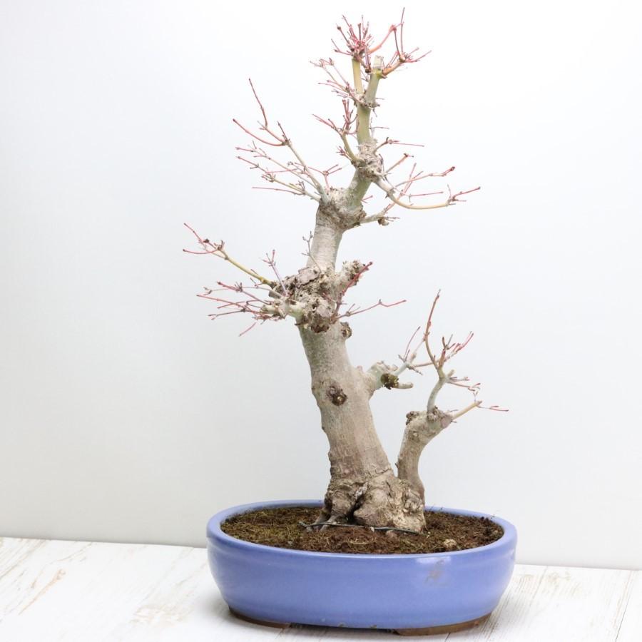 極上 山モミジ 中品盆栽 現品 送料無料 極上 山モミジ 中品盆栽 現品 ×