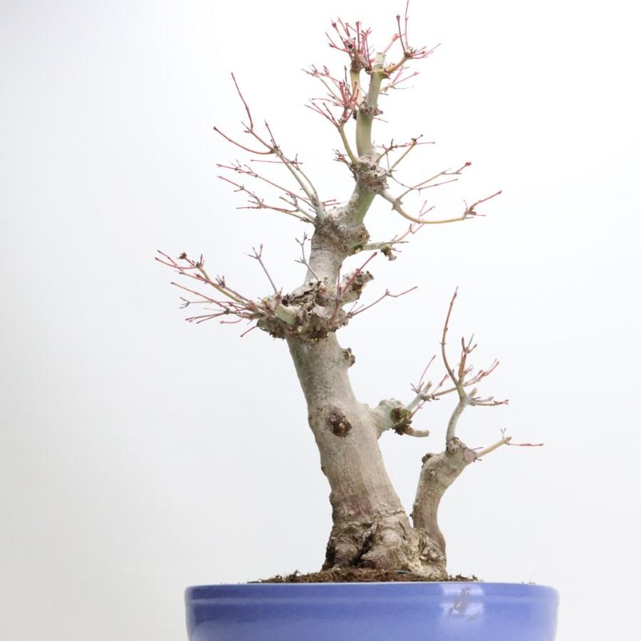 極上 山モミジ 中品盆栽 現品 送料無料 極上 山モミジ 中品盆栽 現品 ×