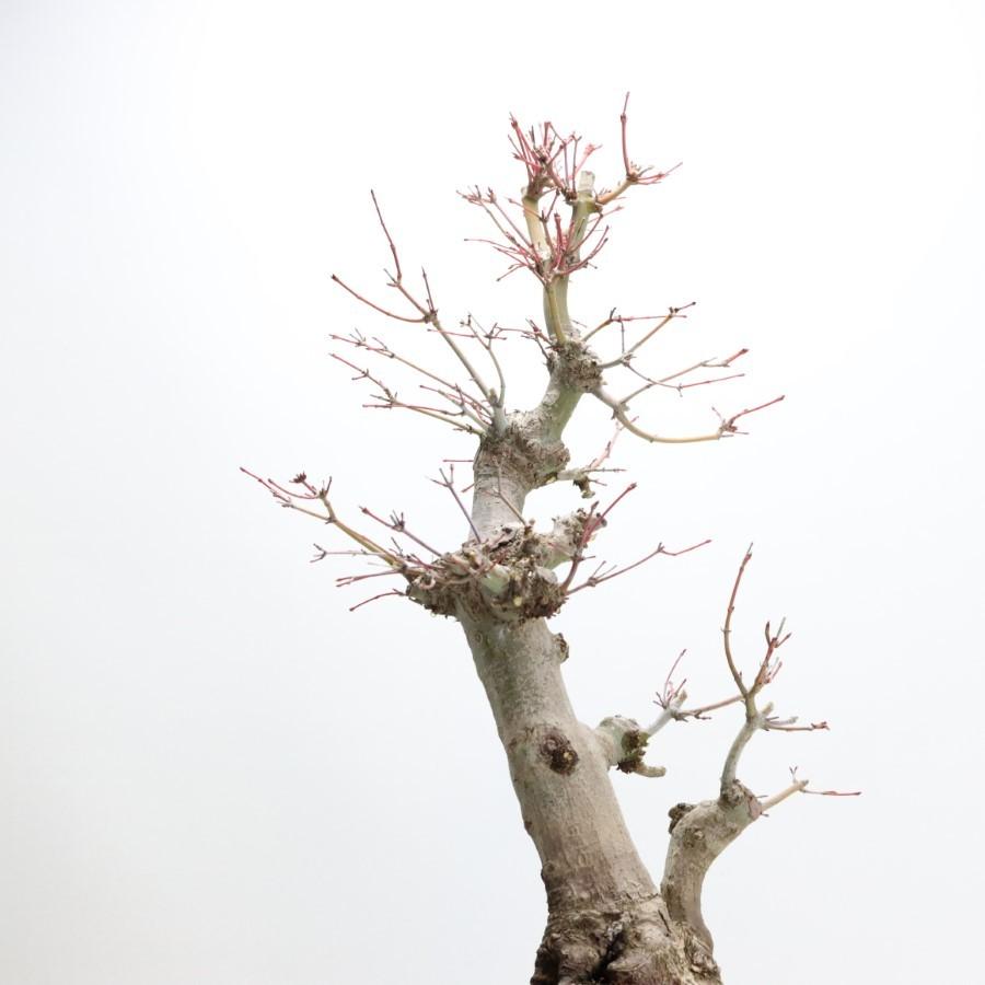 極上 山モミジ 中品盆栽 現品 送料無料 極上 山モミジ 中品盆栽 現品 ×