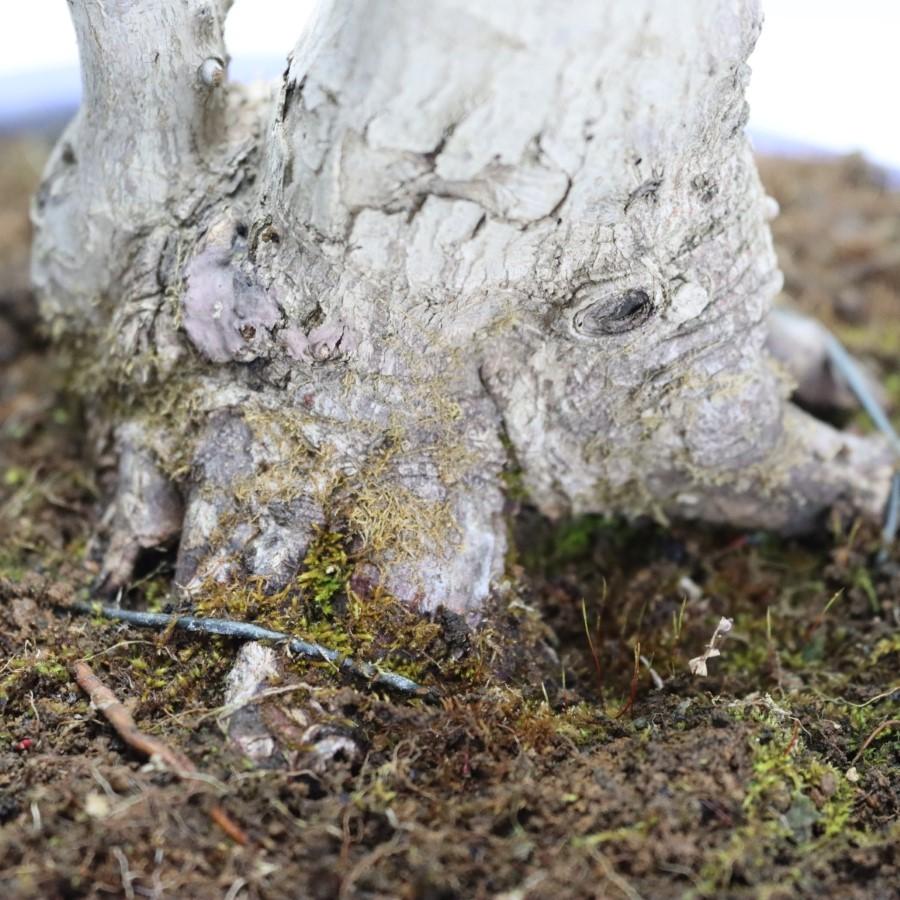 極上 山モミジ 中品盆栽 現品 送料無料 極上 山モミジ 中品盆栽 現品 ×