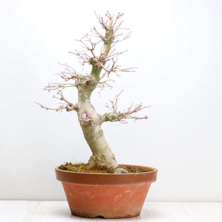 極上 山モミジ 中品盆栽 現品 送料無料