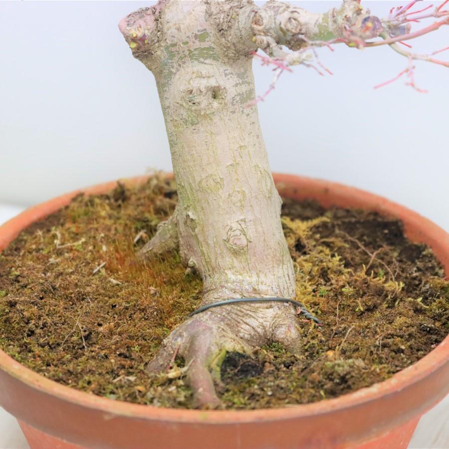 極上 山モミジ 中品盆栽 現品 送料無料 極上 山モミジ 中品盆栽 現品 ×