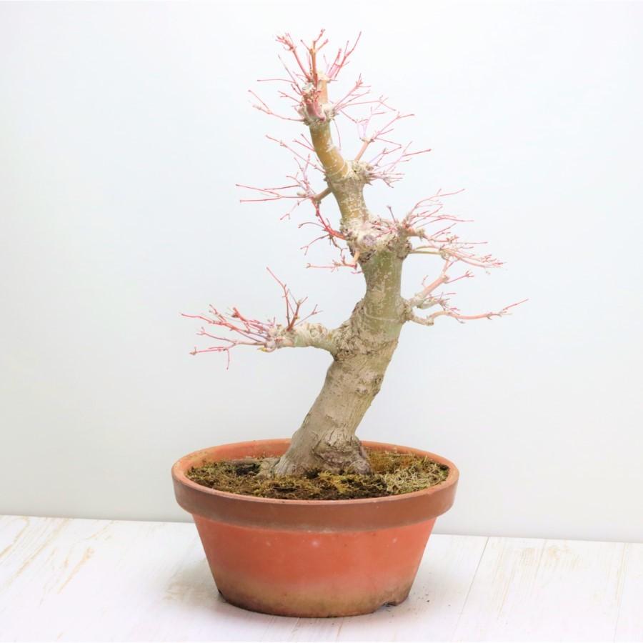 極上 山モミジ 中品盆栽 現品 送料無料 極上 山モミジ 中品盆栽 現品 ×