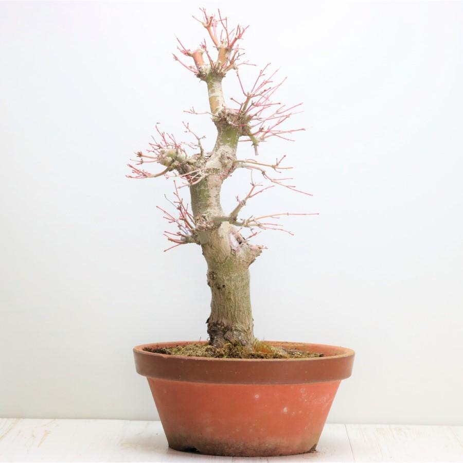 極上 山モミジ 中品盆栽 現品 送料無料 極上 山モミジ 中品盆栽 現品 ×