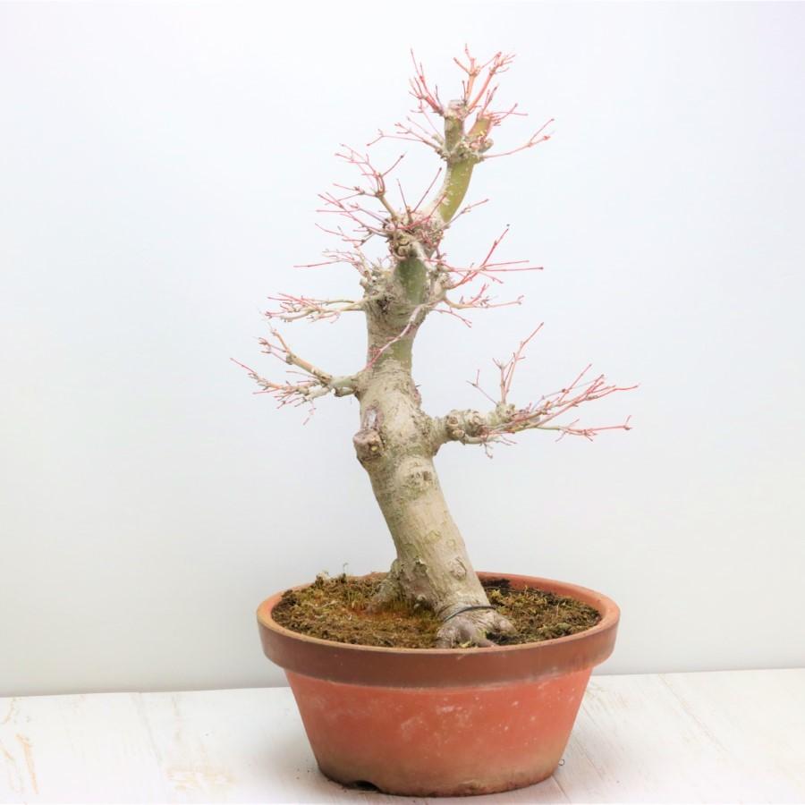 極上 山モミジ 中品盆栽 現品 送料無料 極上 山モミジ 中品盆栽 現品 ×