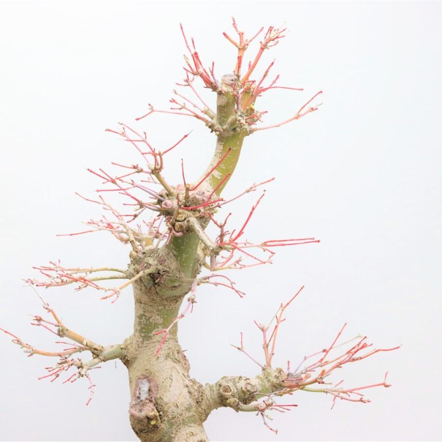 極上 山モミジ 中品盆栽 現品 送料無料 極上 山モミジ 中品盆栽 現品 ×