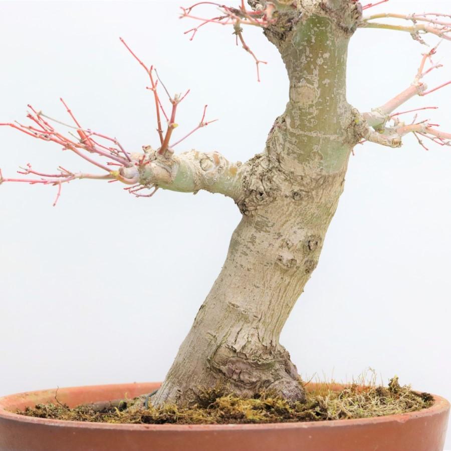 極上 山モミジ 中品盆栽 現品 送料無料 極上 山モミジ 中品盆栽 現品 ×