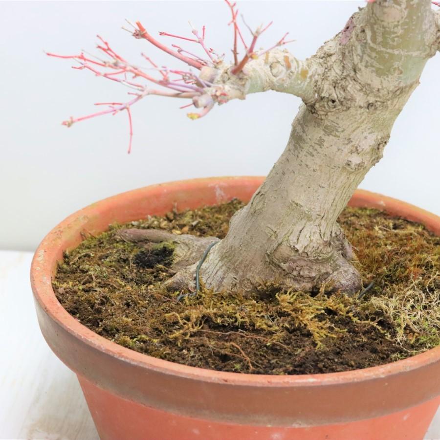 極上 山モミジ 中品盆栽 現品 送料無料 極上 山モミジ 中品盆栽 現品 ×