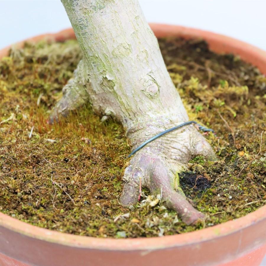 極上 山モミジ 中品盆栽 現品 送料無料 極上 山モミジ 中品盆栽 現品 ×