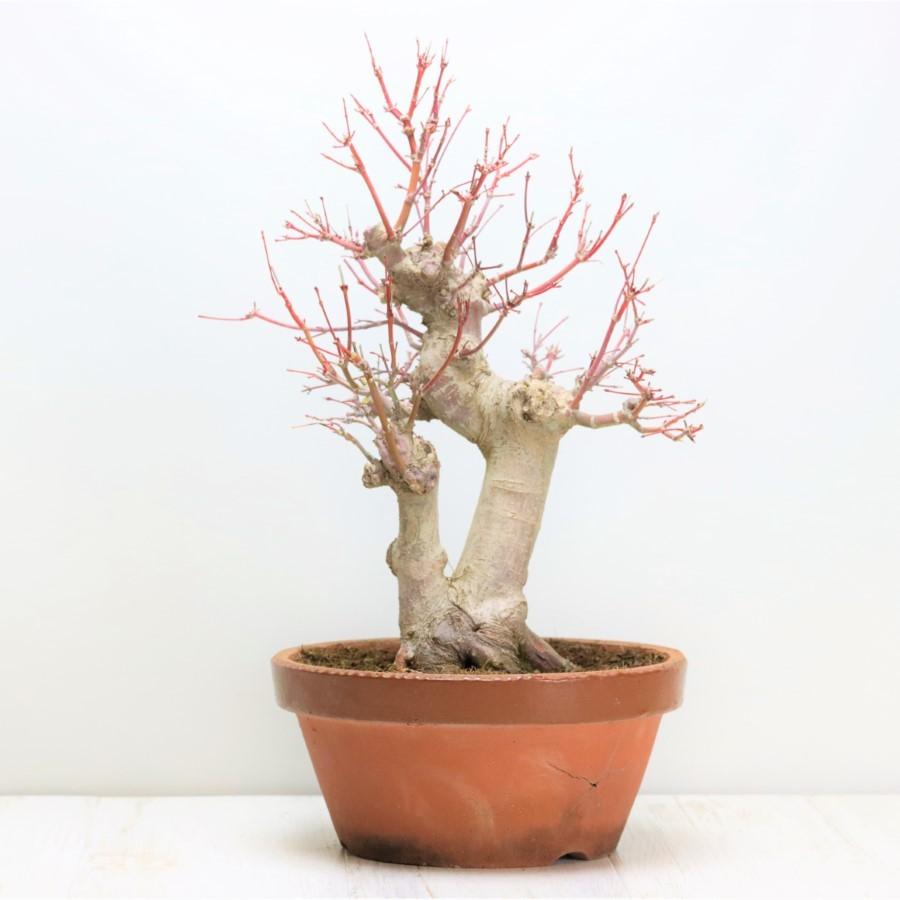 極上 山モミジ 中品盆栽 現品 送料無料