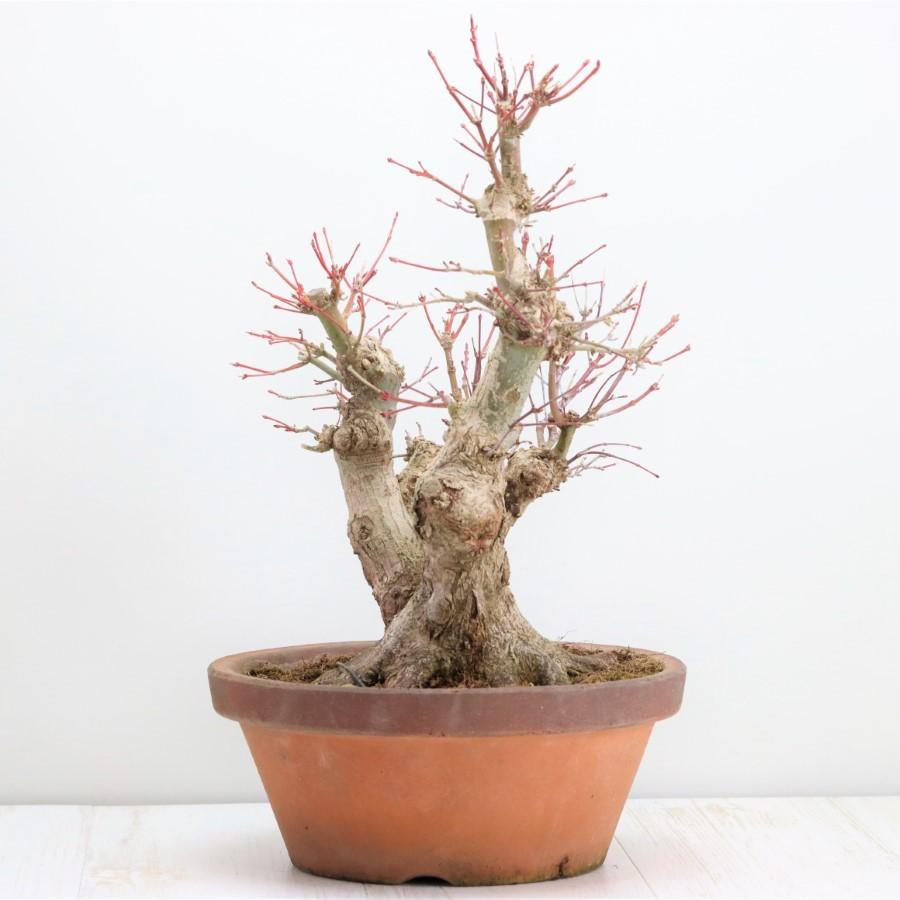 極上 山モミジ 中品盆栽 現品 送料無料 極上 山モミジ 中品盆栽 現品 ×