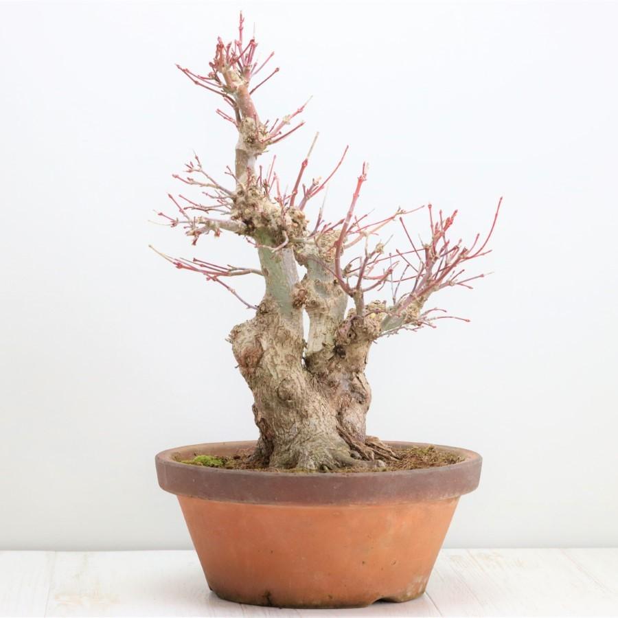 極上 山モミジ 中品盆栽 現品 送料無料 極上 山モミジ 中品盆栽 現品 ×