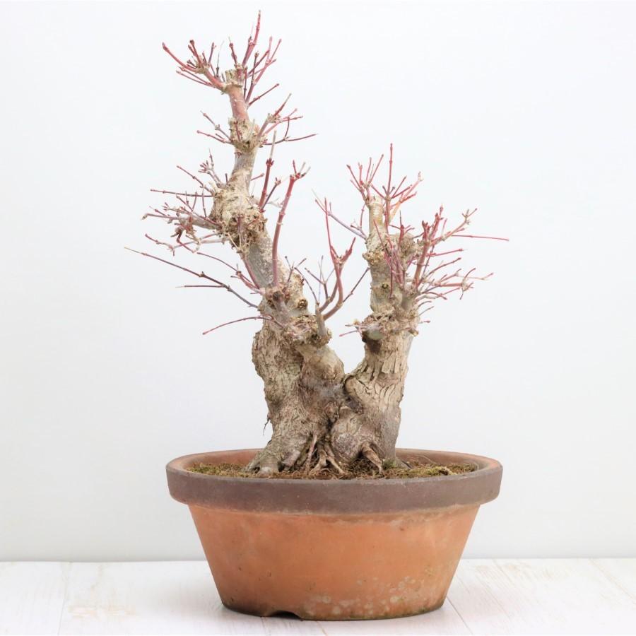 極上 山モミジ 中品盆栽 現品 送料無料 極上 山モミジ 中品盆栽 現品 ×