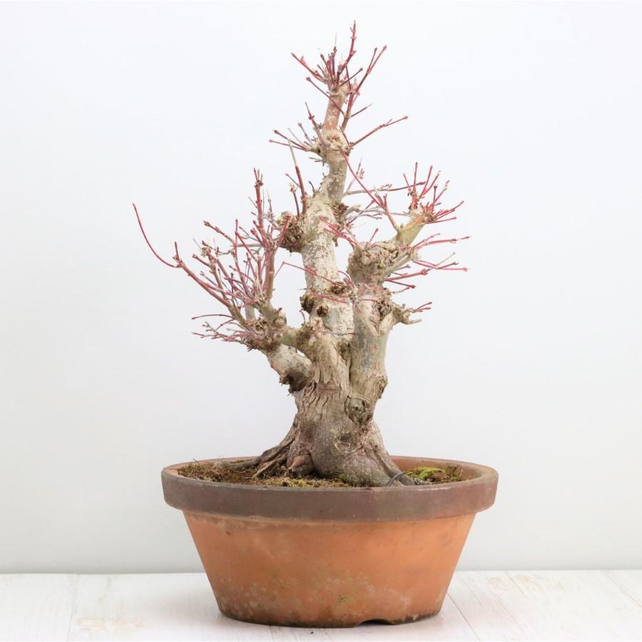 極上 山モミジ 中品盆栽 現品 送料無料 極上 山モミジ 中品盆栽 現品 ×