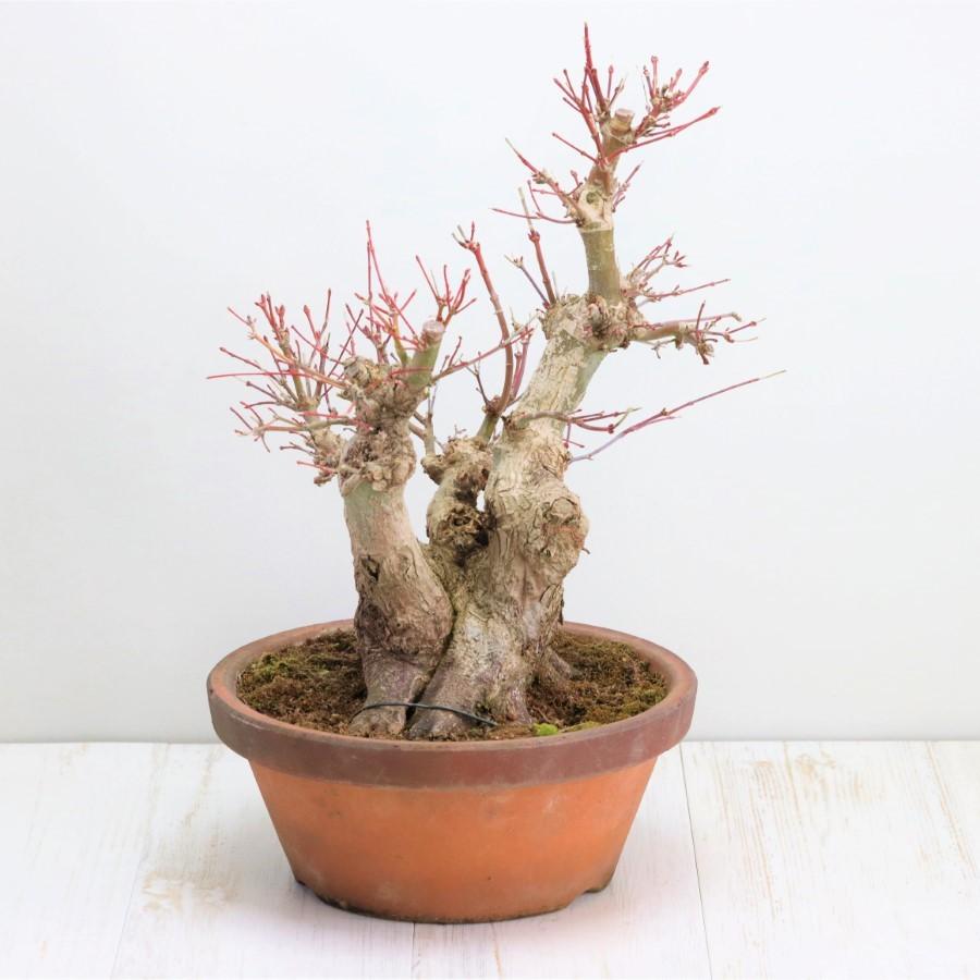 極上 山モミジ 中品盆栽 現品 送料無料 極上 山モミジ 中品盆栽 現品 ×