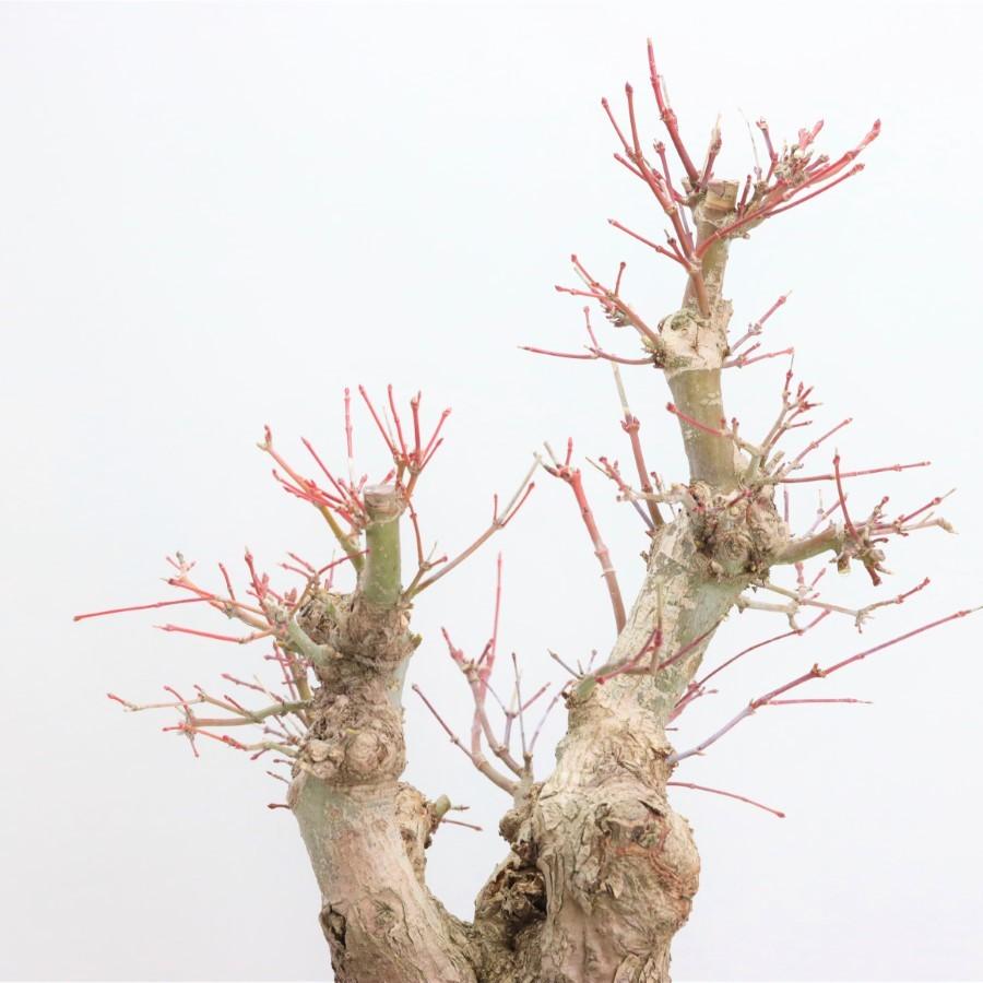 極上 山モミジ 中品盆栽 現品 送料無料 極上 山モミジ 中品盆栽 現品 ×