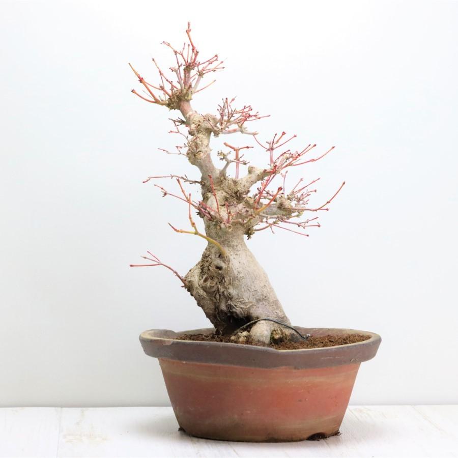 極上 山モミジ 中品盆栽 現品 送料無料