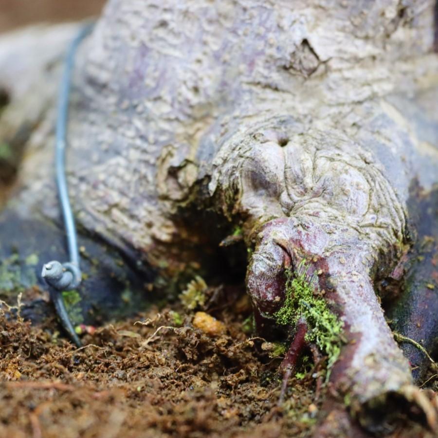 極上 山モミジ 中品盆栽 現品 送料無料 極上 山モミジ 中品盆栽 現品 ×