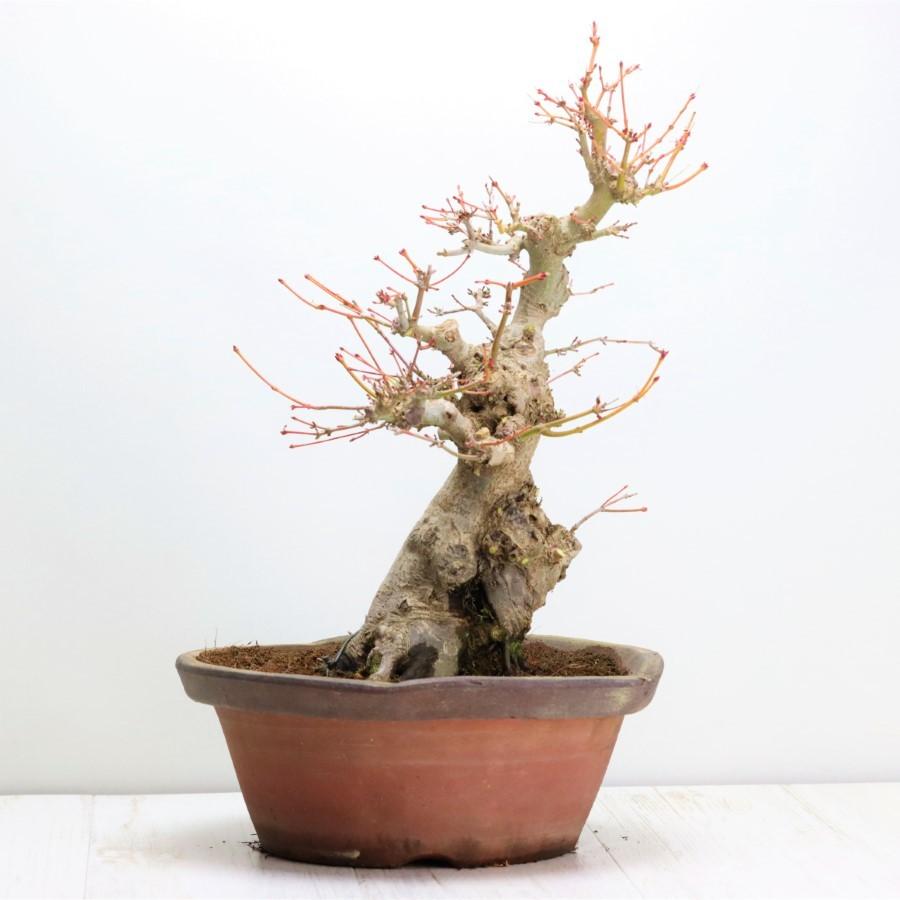 極上 山モミジ 中品盆栽 現品 送料無料 極上 山モミジ 中品盆栽 現品 ×