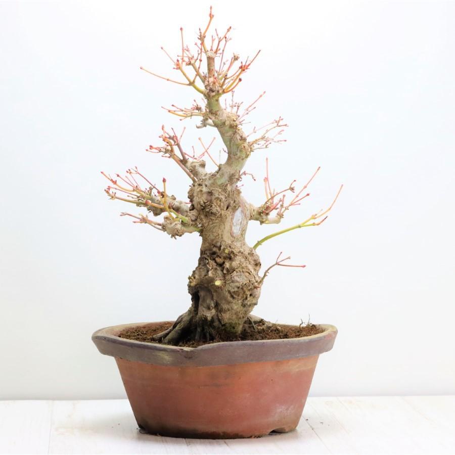 極上 山モミジ 中品盆栽 現品 送料無料 極上 山モミジ 中品盆栽 現品 ×