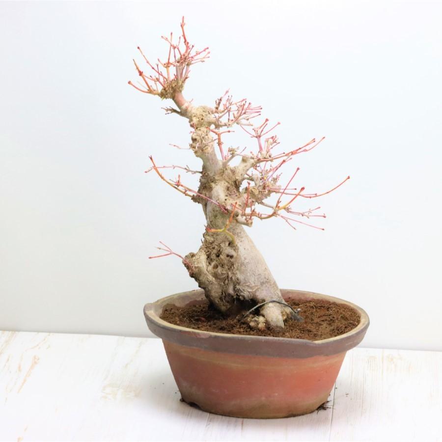 極上 山モミジ 中品盆栽 現品 送料無料 極上 山モミジ 中品盆栽 現品 ×