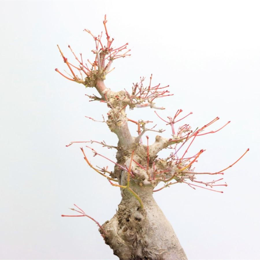 極上 山モミジ 中品盆栽 現品 送料無料 極上 山モミジ 中品盆栽 現品 ×