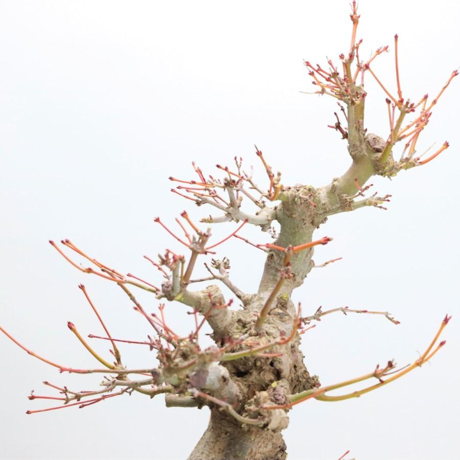 極上 山モミジ 中品盆栽 現品 送料無料 極上 山モミジ 中品盆栽 現品 ×