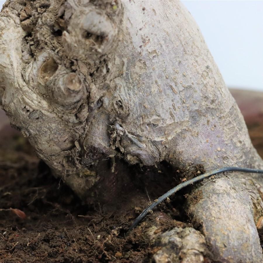 極上 山モミジ 中品盆栽 現品 送料無料 極上 山モミジ 中品盆栽 現品 ×