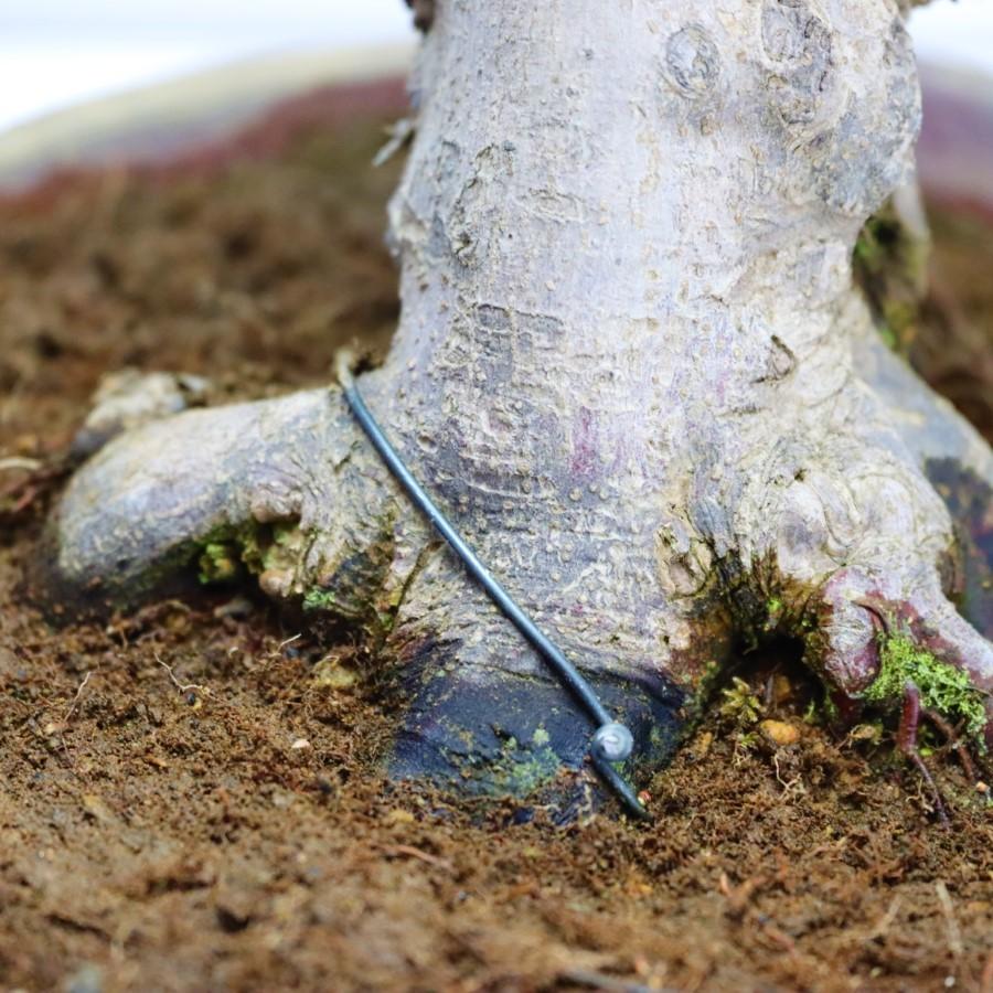 極上 山モミジ 中品盆栽 現品 送料無料 極上 山モミジ 中品盆栽 現品 ×