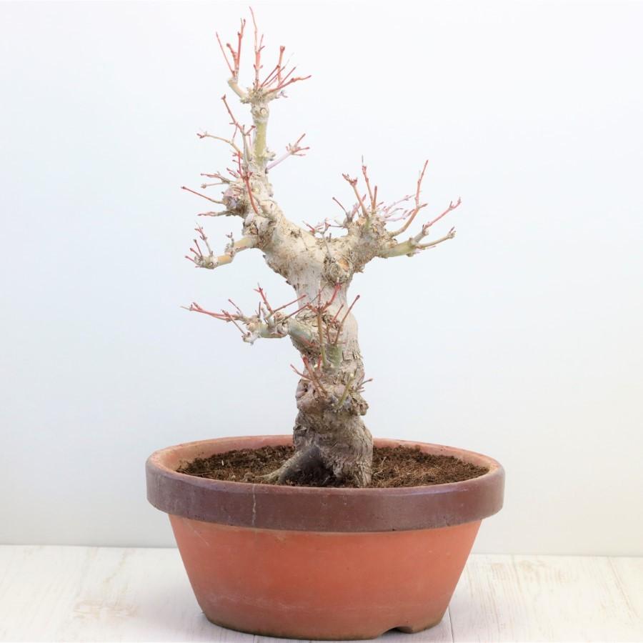 26【新品未使用】 極上 山モミジ 中品盆栽 現品 送料無料 【2114997255】(13400円)