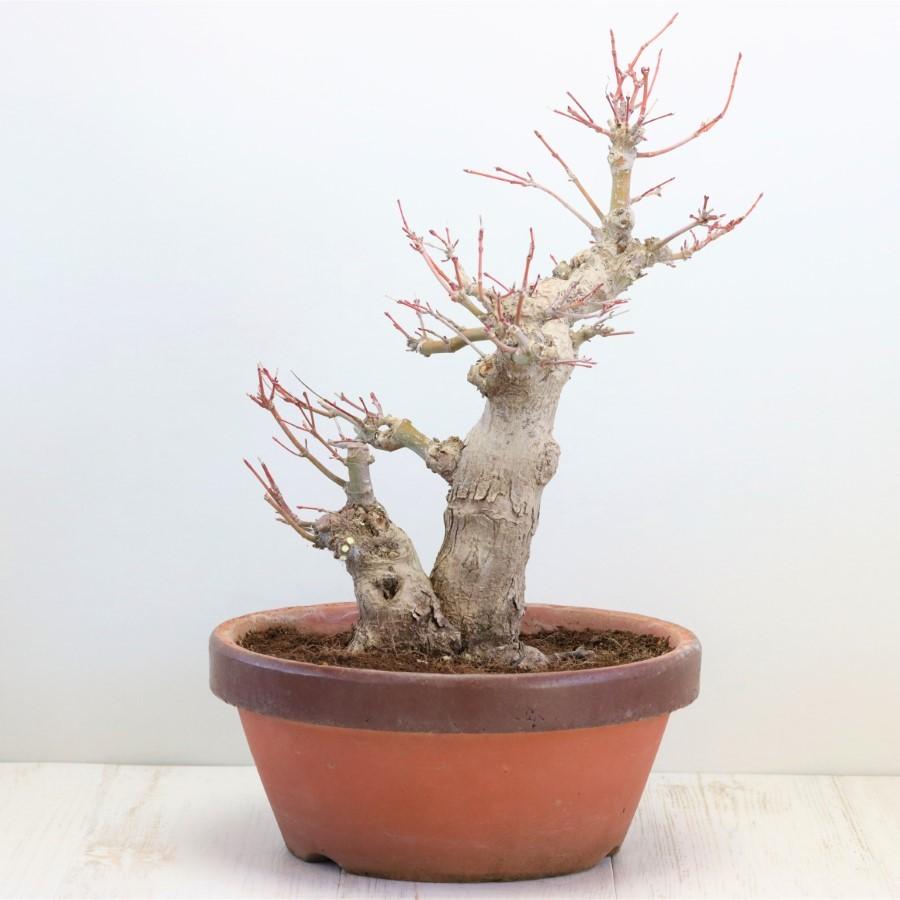26【新品未使用】 極上 山モミジ 中品盆栽 現品 送料無料 【2114997255】(13400円)