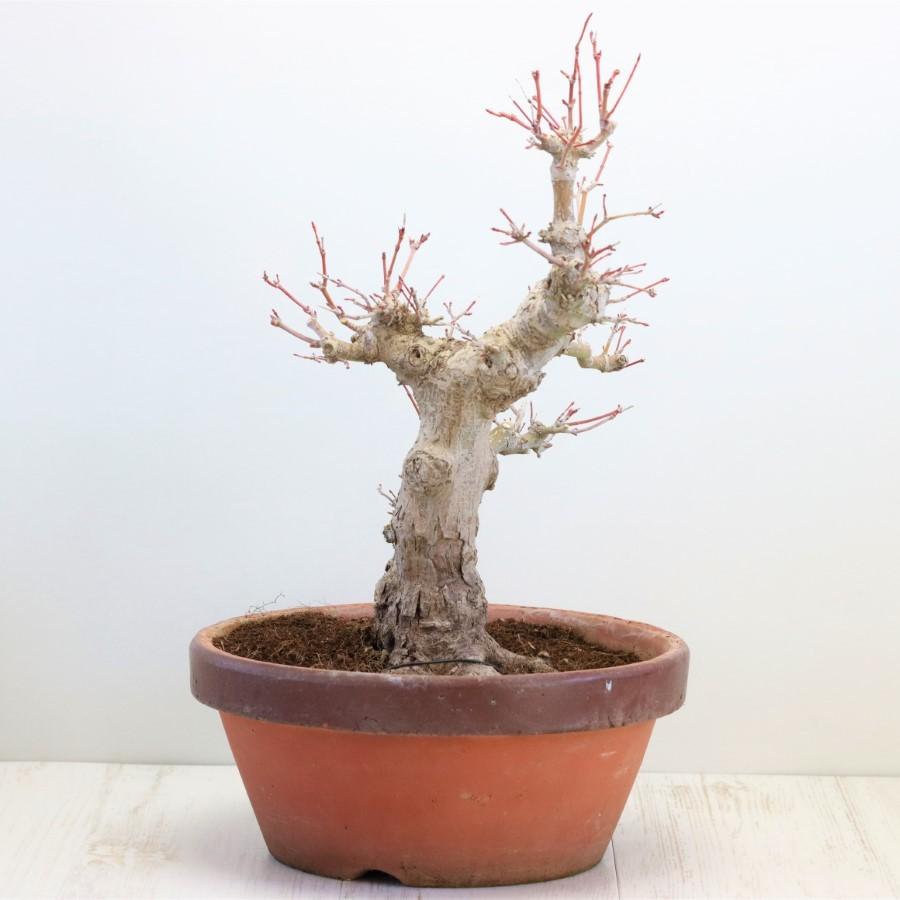 26【新品未使用】 極上 山モミジ 中品盆栽 現品 送料無料 【2114997255】(13400円)