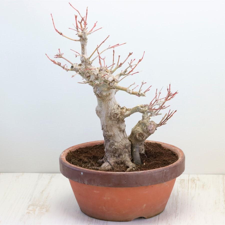26【新品未使用】 極上 山モミジ 中品盆栽 現品 送料無料 【2114997255】(13400円)