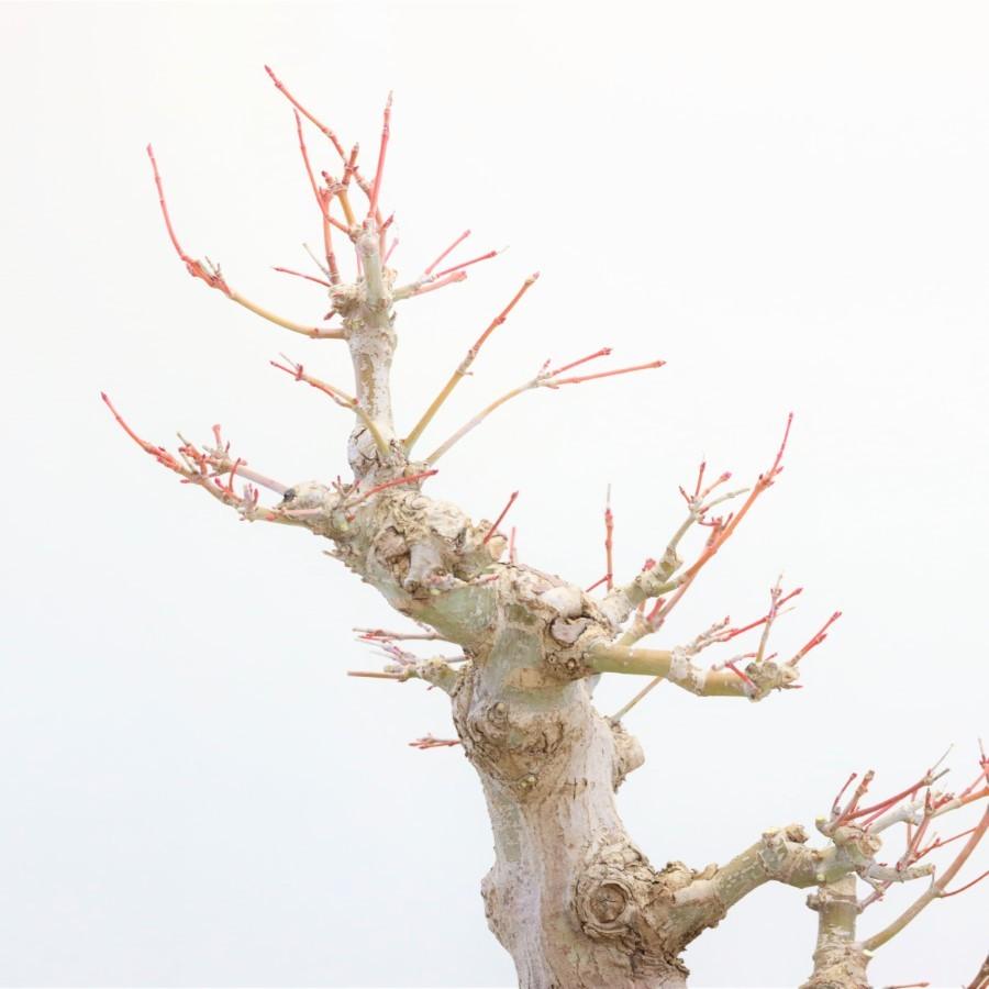 26【新品未使用】 極上 山モミジ 中品盆栽 現品 送料無料 【2114997255】(13400円)