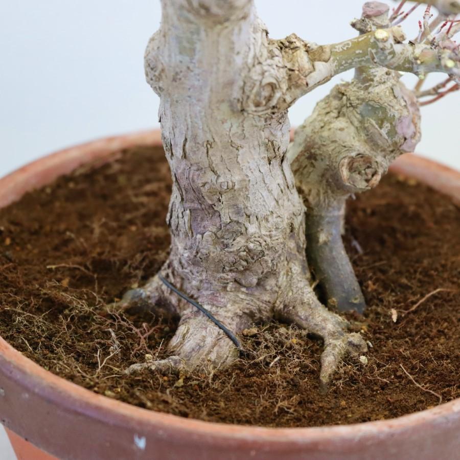 26【新品未使用】 極上 山モミジ 中品盆栽 現品 送料無料 【2114997255】(13400円)