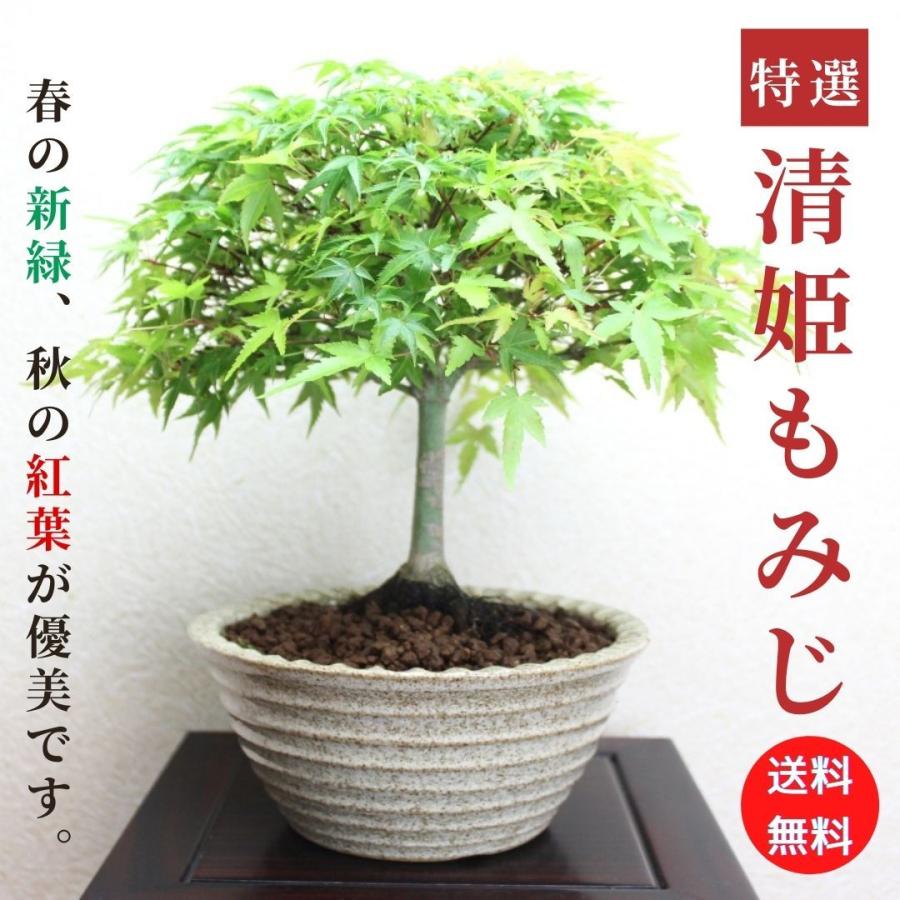 清姫もみじ 小品盆栽 信楽焼高級鉢 bonsai 送料無料 : 盆栽 清姫もみじ 小品盆栽 信楽焼高級鉢 bonsai 送料無料 : 盆栽