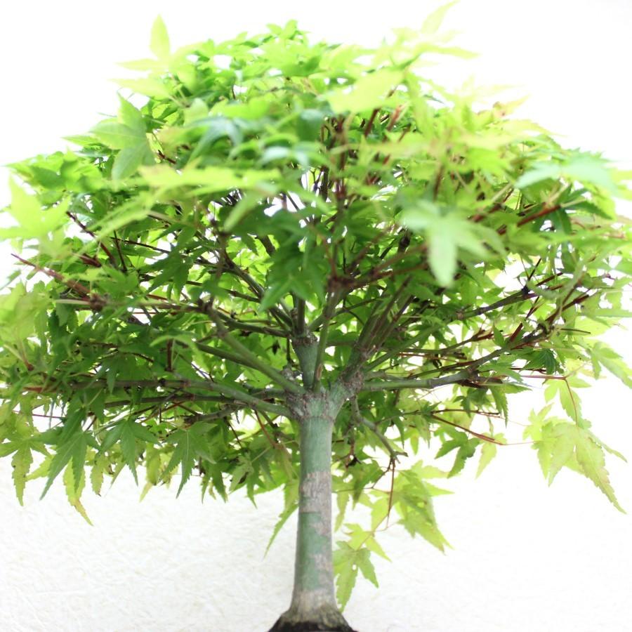 清姫もみじ 小品盆栽 信楽焼高級鉢 bonsai 送料無料 : 盆栽 清姫もみじ 小品盆栽 信楽焼高級鉢 bonsai 送料無料 : 盆栽