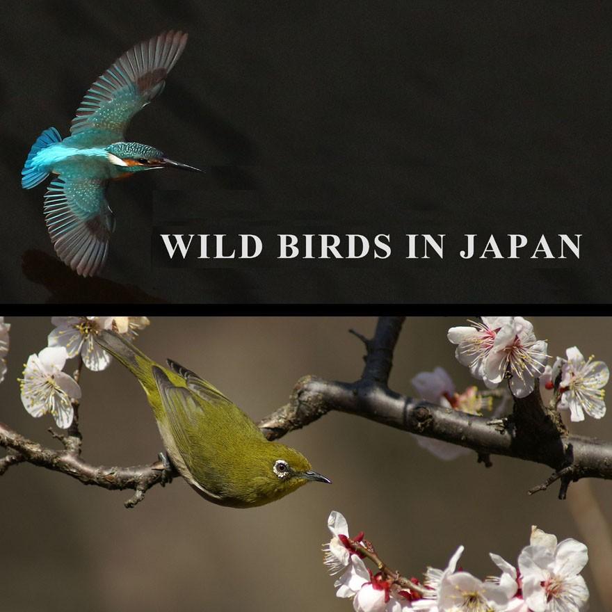 【特２】 ＤＶＤ写真集「日本の野鳥を撮る旅」（スライドショー方式）｜wada-photo｜02