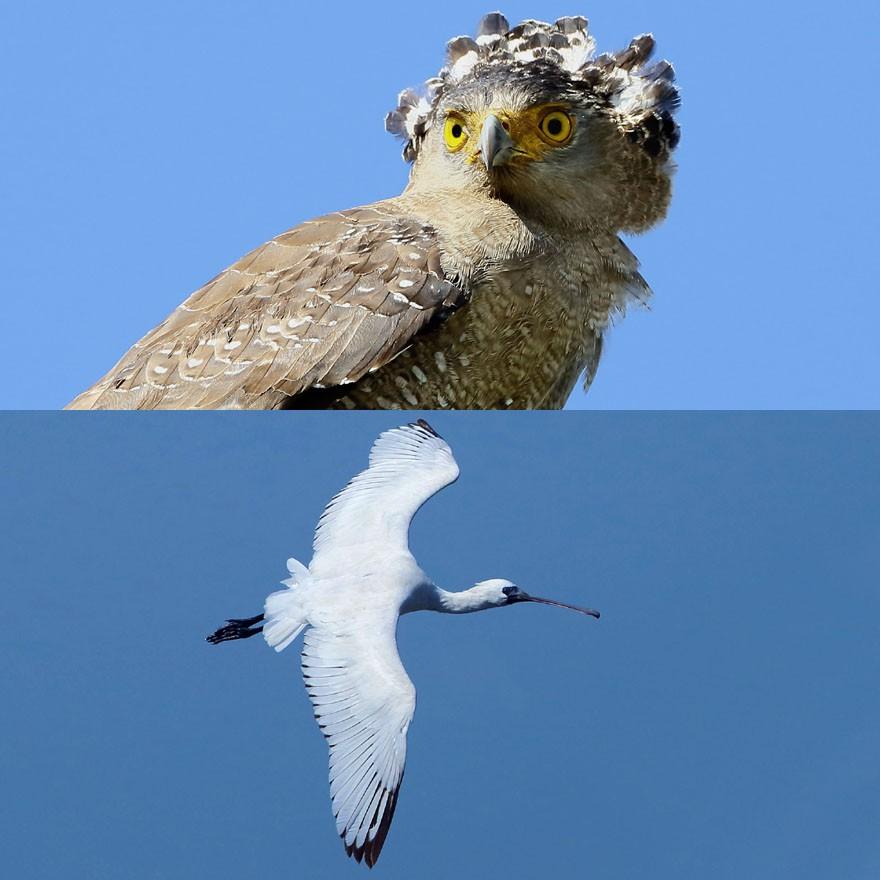 【特２】 ＤＶＤ写真集「日本の野鳥を撮る旅」（スライドショー方式）｜wada-photo｜05