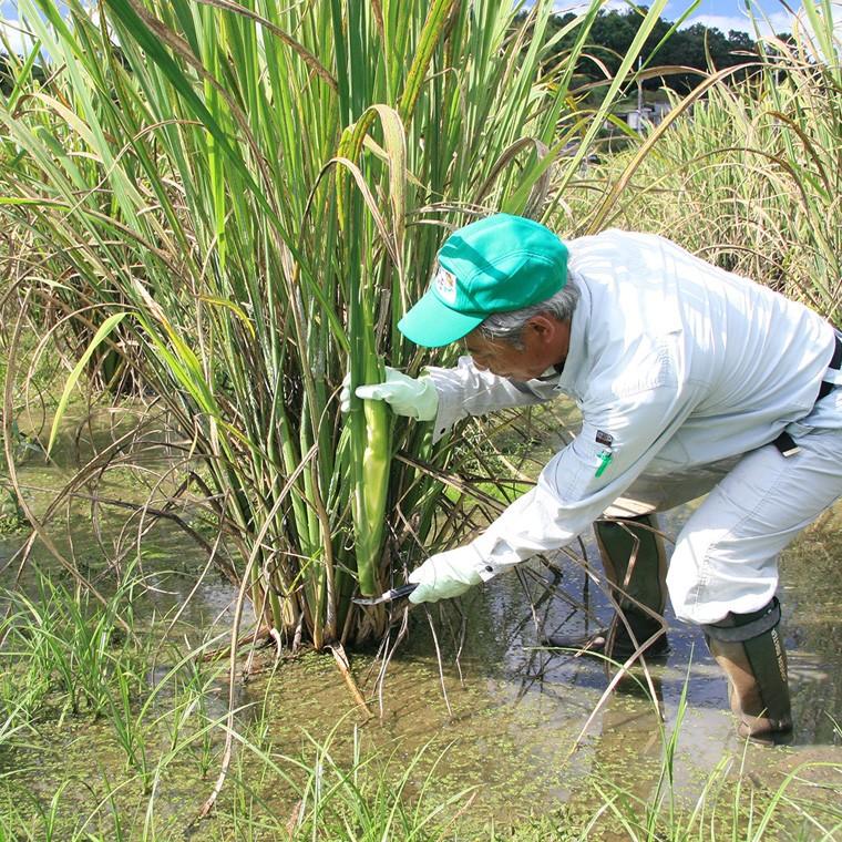 マコモダケ マコモ マコモタケ 真菰 まこも 無農薬 まこもだけ まこもたけ 岡山県 里庄産 無農薬 栽培 生 1kg Mサイズ 期間限定 送料無料｜wagamachi-tokusan｜03