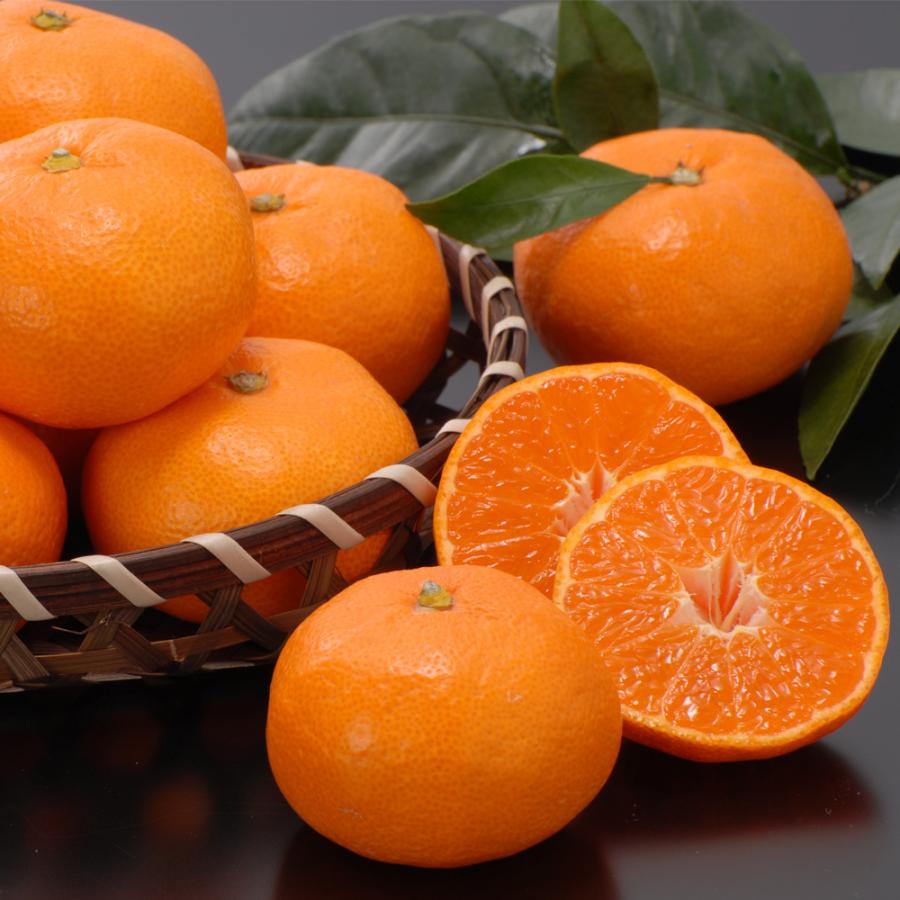 愛媛県西宇和産 西宇和みかん 温州みかん 贈答用 5kg 愛媛 お取り寄せ お土産 ギフト プレゼント 特産品 名物商品 おすすめ わが街とくさんネット 通販 Paypayモール