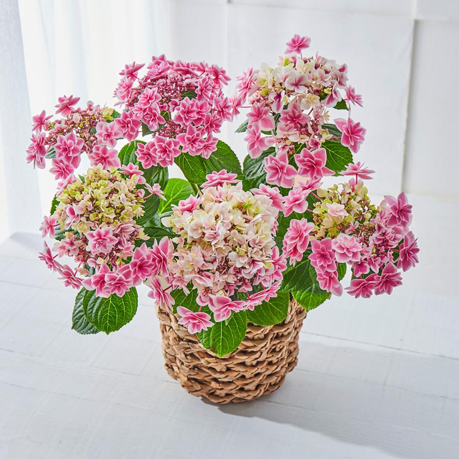 母の日 2024 花 ポイント10倍 あじさい 女神降臨 5号鉢 母の日カード