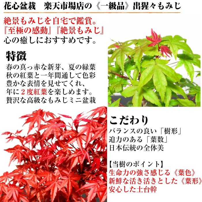 盆栽 もみじ ミニ盆栽 初心者 室内 癒し 趣味 ギフト 誕生日 盆栽 もみじ ミニ盆栽 初心者 室内 癒し 趣味 ギフト 誕生日
