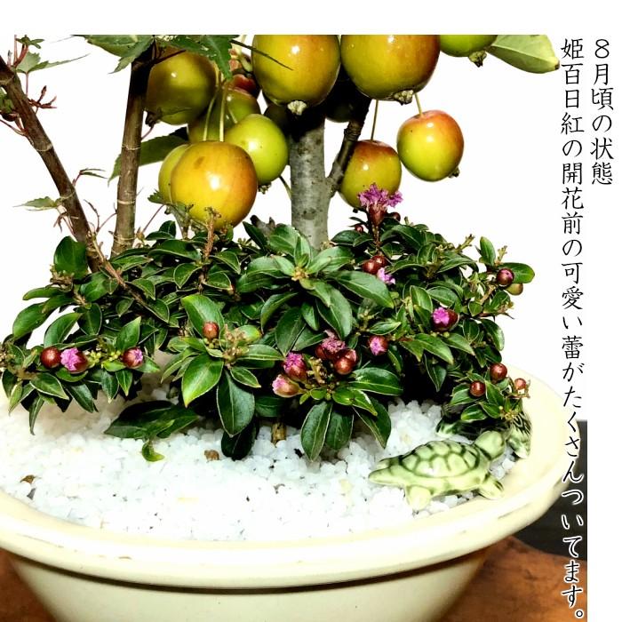 盆栽 もみじ ミニ盆栽 初心者 室内 癒し 趣味 ギフト 誕生日