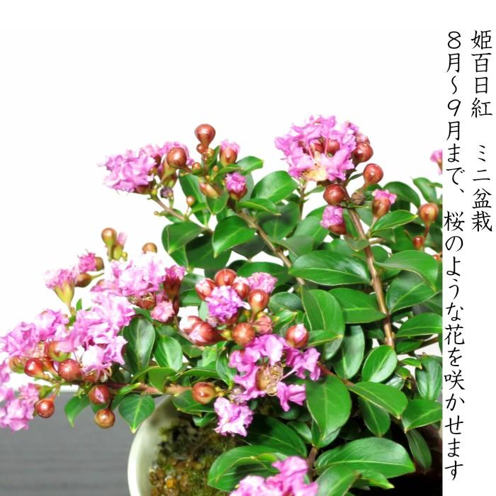 盆栽 もみじ ミニ盆栽 初心者 室内 癒し 趣味 盆栽 ギフト 誕生日 おしゃれ盆栽 :hb0006b:和心盆栽 - 通販 - Yahoo!ショッピング 盆栽 もみじ ミニ盆栽 初心者 室内 癒し 趣味 盆栽 ギフト 誕生日 おしゃれ盆栽 :hb0006b:和心盆栽 - 通販 - Yahoo!ショッピング
