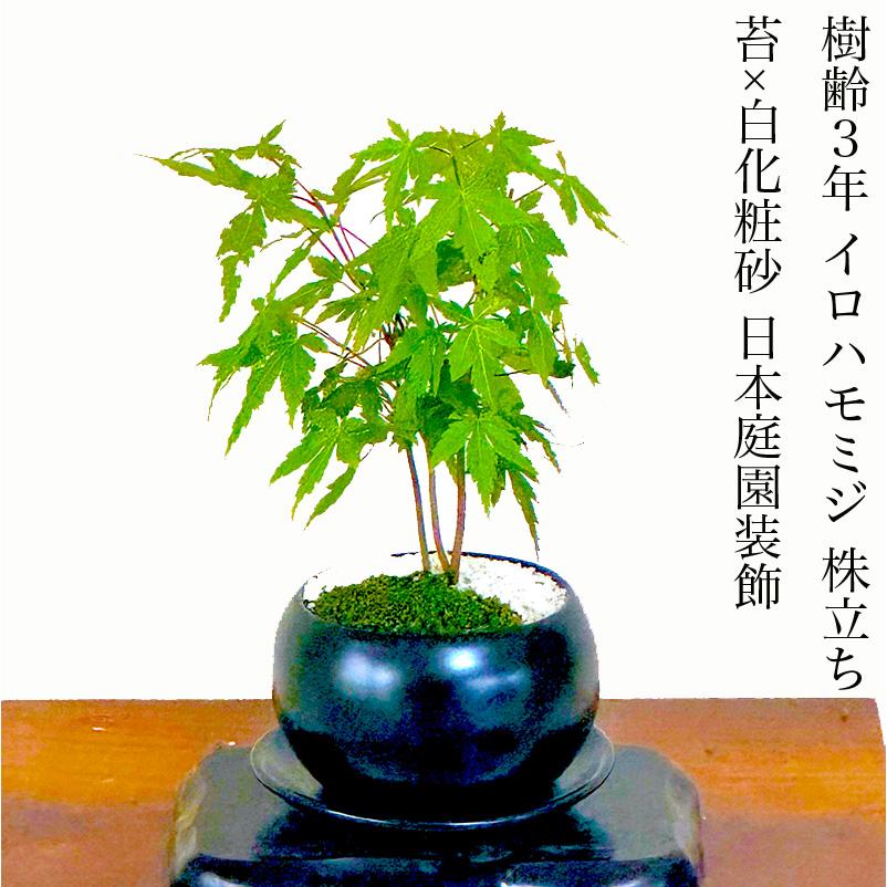 敬老の日 盆栽 もみじ いろはもみじ 希少 室内 初心者 ミニ盆栽 誕生日
