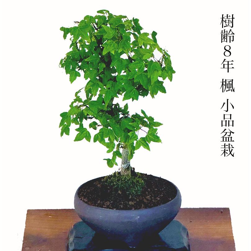 盆栽 かえで 楓 もみじ ミニ盆栽 室内 初心者 おしゃれ盆栽 ミニ