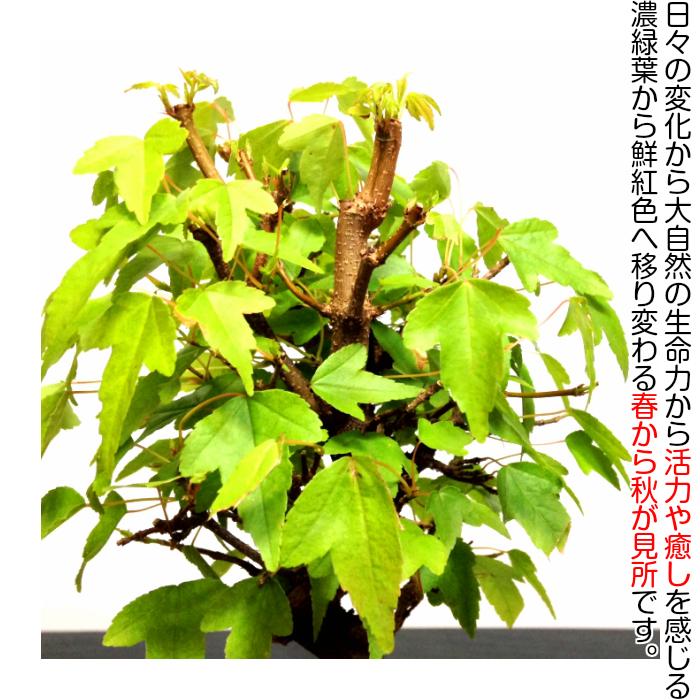 盆栽 かえで 楓 もみじ ミニ盆栽 室内 初心者 おしゃれ盆栽 ミニ観葉