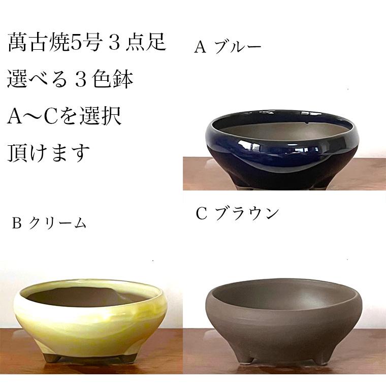 盆栽 かえで 楓 もみじ ミニ盆栽 室内 初心者 おしゃれ盆栽 ミニ観葉